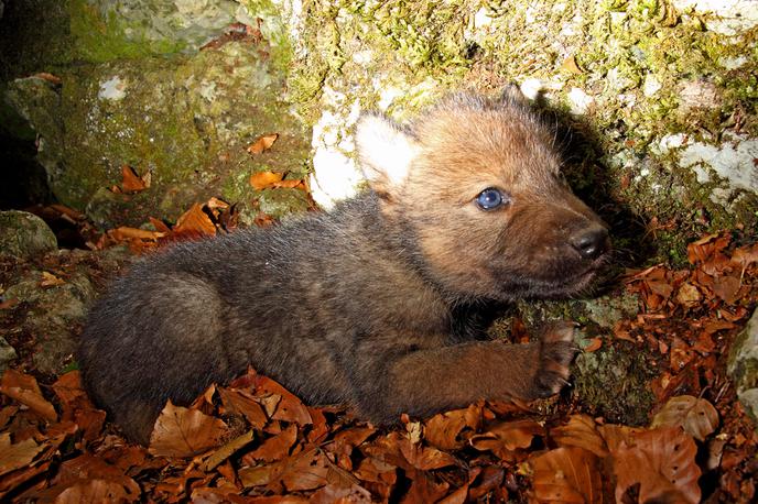 volčji mladič | V zadnjih treh letih je pet od šestih volkov, opremljenih s telemetrično ovratnico, poginilo zaradi trka z vozilom ali zaradi nezakonitega uboja. | Foto Volčji mladič. Avtor: Miha Krofel