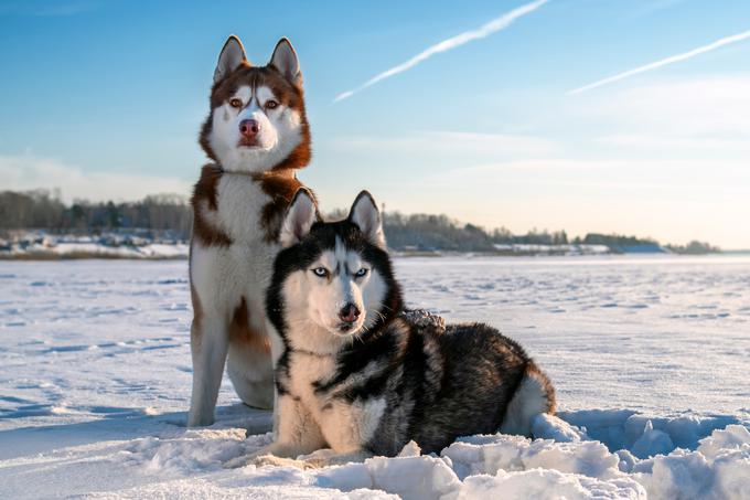 Ker izvirajo iz arktičnih območij, se bolje počutijo v hladnejšem podnebju. | Foto: Shutterstock