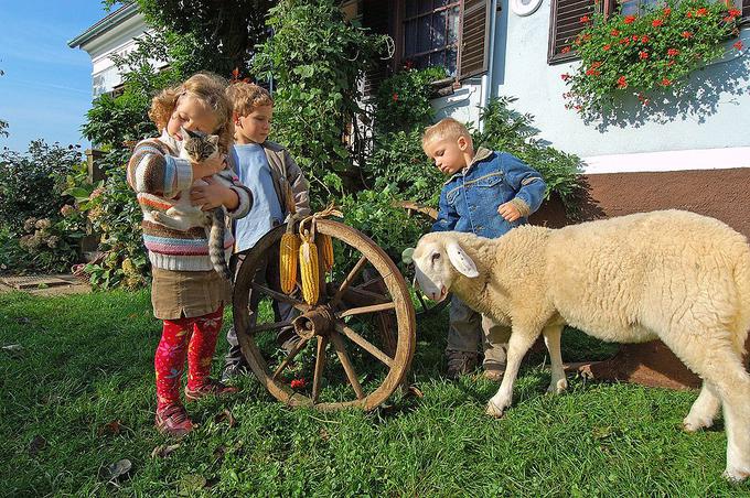 Obiščite Domačijo Firbas, kjer se otroci lahko igrajo z živalmi, tekajo po sadovnjaku in sprehajajo s starši po vinogradih. | Foto: 