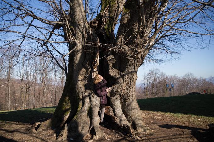 Mogočne lipe na Trški gori premamijo vsakega obiskovalca, da vsaj pokuka v njeno notranjost. | Foto: 