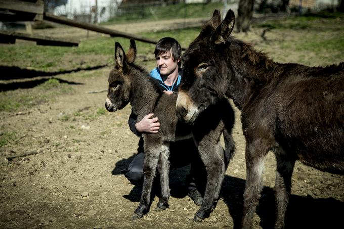 Na kmetiji je tudi le nekaj dni star osliček. | Foto: Ana Kovač