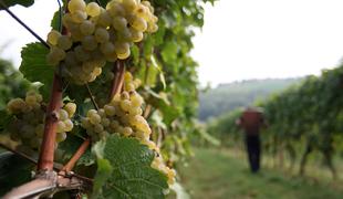 Tragična zgodba iz Madžarske: Hrvatica novorojenčka pustila v vinogradu in zbežala