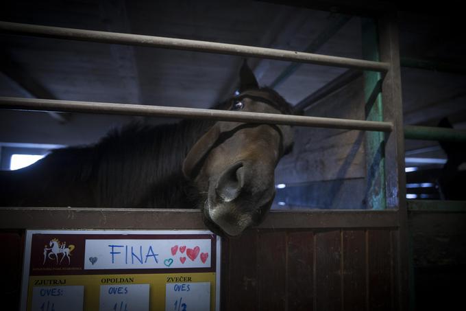 Konj s svojo toplino, počasnim srčnim utripom in velikosti pomirja tako otroke kot odrasle. | Foto: 