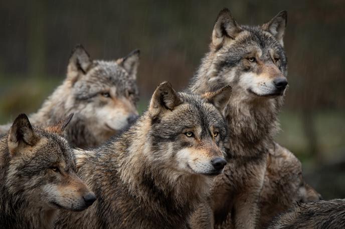 Volk, Volkovi | Da bi preprečili razpad tropa, je kot pogoj določeno tudi, da se hkrati odvzame iz narave z odstrelom samo en osebek. | Foto Shutterstock