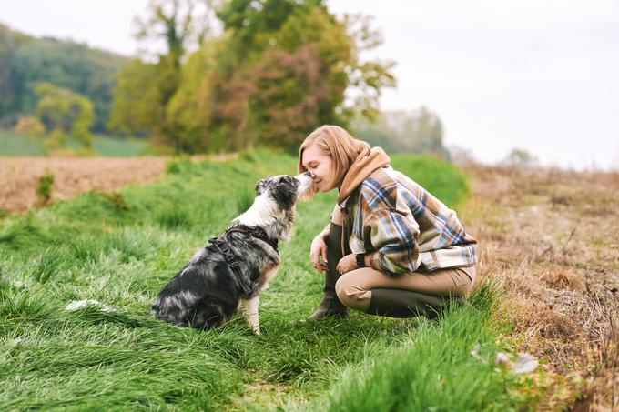 Avstralski ovčarji so izjemna pasma, ki jo cenijo po vsem svetu zaradi neomajne zvestobe in inteligence. | Foto: Shutterstock