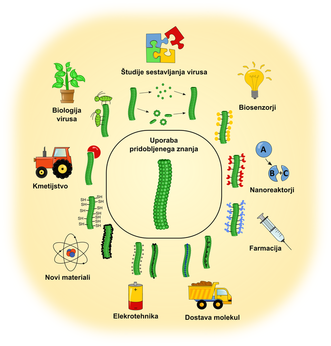 Novo znanje o strukturi krompirjevega virusa Y in virusu podobnega delca odpira številne nove priložnosti in primere rabe, predvsem v nanotehnoloških aplikacijah, kot so dostava molekul, priprava cepiv, biosenzorjev in nanoreaktorjev, ter načrtovanju novih materialov in nanonaprav. | Foto: Kemijski inštitut