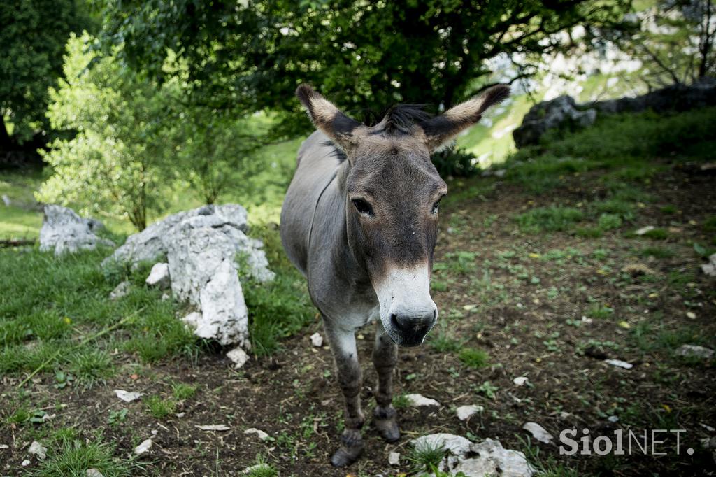 Družinska kmetija Sedmak pastirski psi tornjaki pes Pivka