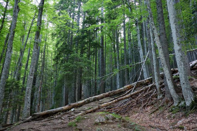 Strma pot skozi senčen gozd. | Foto: Matej Podgoršek