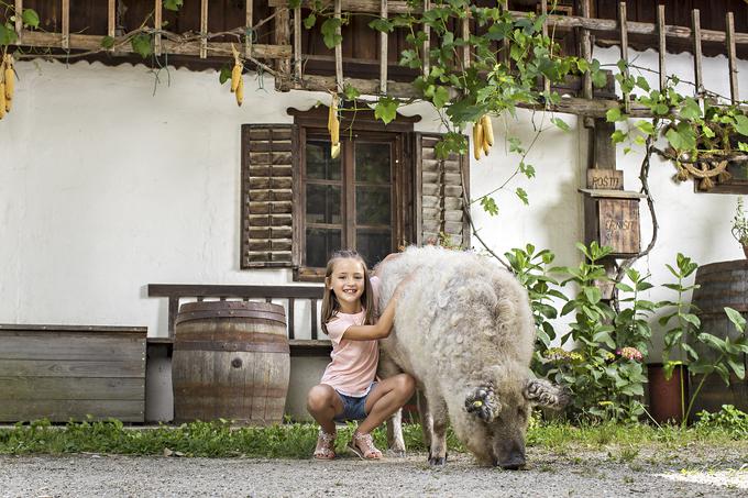 Na Turistični kmetiji Erniša, kjer pridelujejo vrhunska vina, vam ta postrežejo ob tradicionalnih jedeh, pripravljenih iz sestavin lastne pridelave. Kmetija ponuja dom številnim živalim, tudi pujsku pasme mangalica. | Foto: 