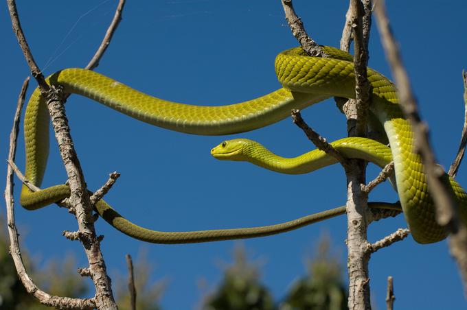 Zelena mamba | Foto: Shutterstock