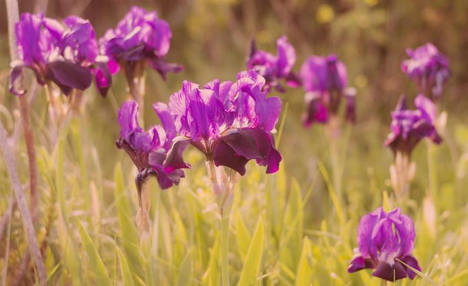 Polotok Gargano, Italija | Foto: Thinkstock