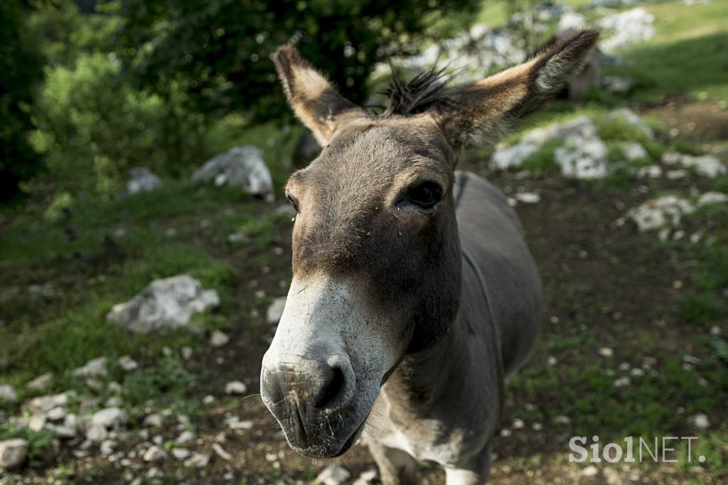 Družinska kmetija Sedmak pastirski psi tornjaki pes Pivka