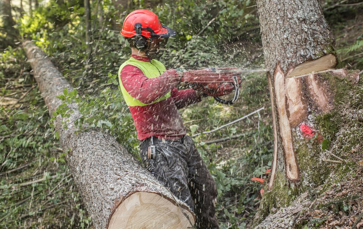 gozdar | Slika je simbolična. | Foto Matej Leskovšek