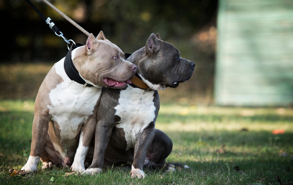 Pitbul | Mama je bila pri tem huje poškodovana.  | Foto Shutterstock