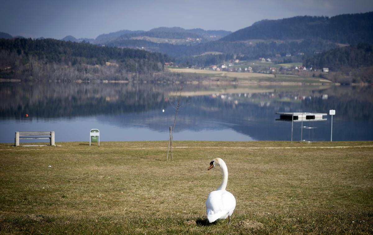 labod ptica | Foto Ana Kovač