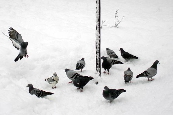 Golobi veljajo za eno od najbolj inteligentnih živalskih vrst, ki jih je udomačil človek. | Foto: Ana Kovač