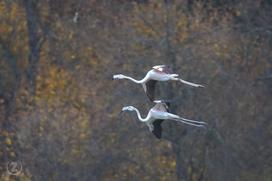 Flamingosi