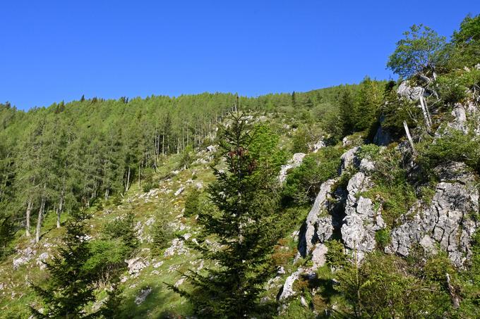 Strmi sta prva in zadnja tretjina poti na Veliko Zelenico. | Foto: Matej Podgoršek