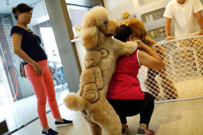 Striženje živali | Foto: Reuters