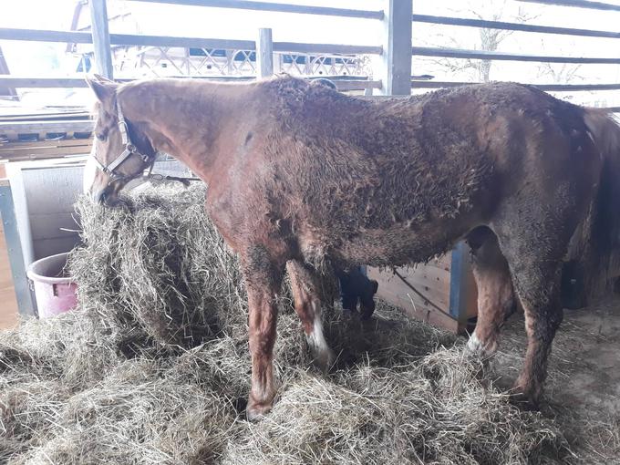 Izčrpana žival je bila po nalogu inšpekcije uspavana.  | Foto: Facebook/ Društvo za zaščito konj