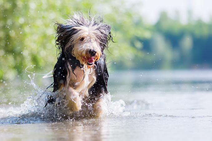 Bradati škotski ovčarji imajo dolgo dlako, ki jo je treba redno negovati. | Foto: Shutterstock