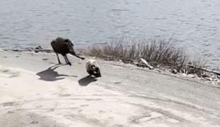 Niti medvedi niso varni pred orjaškimi losi #video