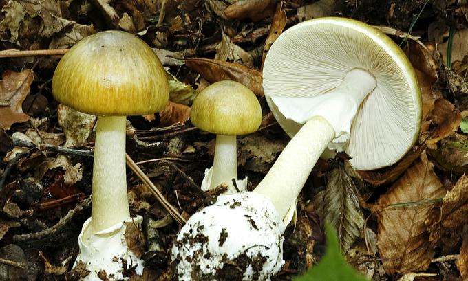 Amanita phalloides ali zelena mušnica, ena najbolj strupenih gob v Sloveniji in Evropi. | Foto: Shutterstock