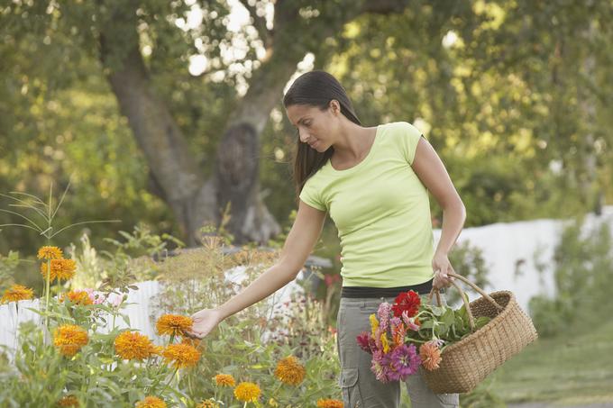 nabiranje cvetlic | Foto: Thinkstock