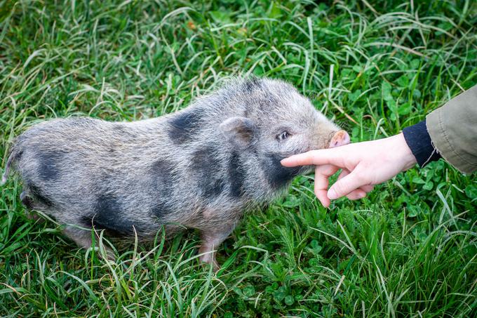 Mali prašiček večino časa preživi med gredicami z zelenjavo.  | Foto: Gaja Hanuna