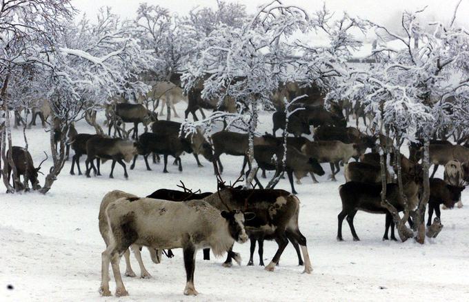 Severni jeleni | Foto: Reuters