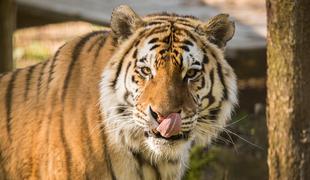 ZOO Ljubljana: Rak usoden za sibirskega tigra in kapibaro #video