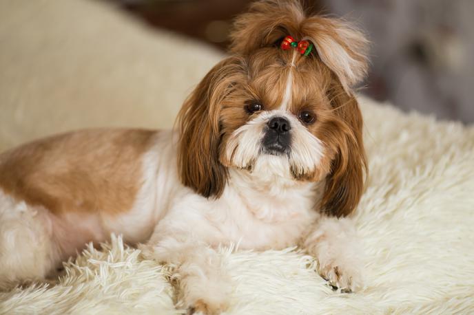 Shih-tzu | Med najbolj osupljivi lastnostmi shih tzujev je njihova gosta, dolga dlaka, ki zahteva redno nego. | Foto Shutterstock