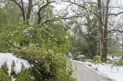 Pozeba bo Arboretum stala pol milijona, kmete večino pridelka