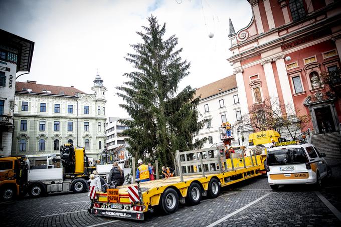 Božična smreka | Foto: Ana Kovač