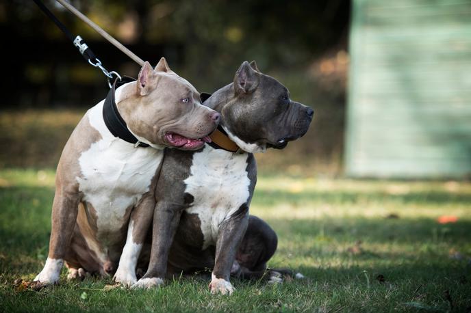 Pitbul | Mama je bila pri tem huje poškodovana.  | Foto Shutterstock