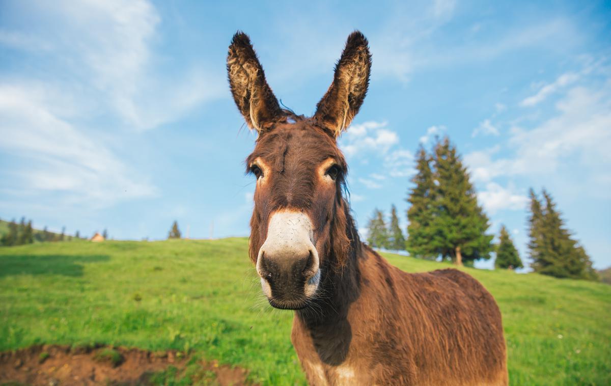 Osel | Fotografija je simbolična. | Foto Shutterstock