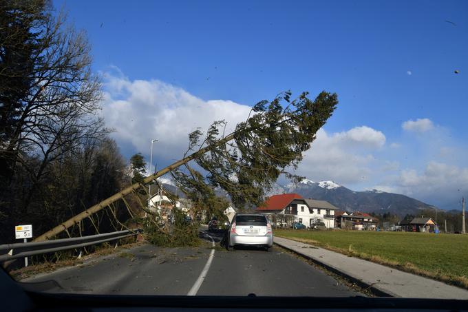 Podrta smreka na cesti v Miljah pri Kranju. | Foto: Jože Šenk