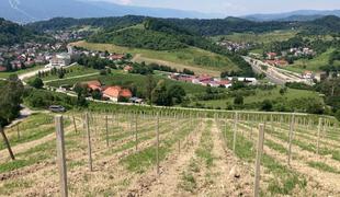 Šok v mariborskem vinogradu: "Tu se ponoči marsikaj dogaja"