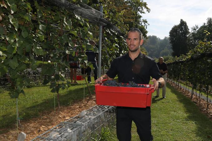 Grajski grič, trgatev | Foto: Miha Mally/Ljubljanski grad