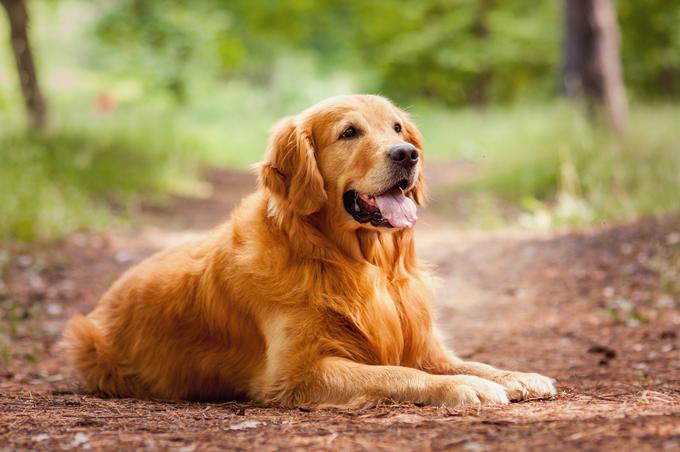 Zlati prinašalec | Foto: Shutterstock