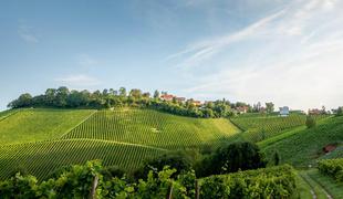 Vinograd s pogledom na Slovenijo razglasili za enega najlepših na svetu #video