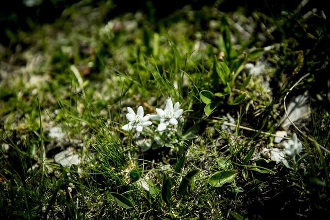 Pot na Zasavsko kočo na Prehodavcih (Prehodavci) planika | Foto: Ana Kovač