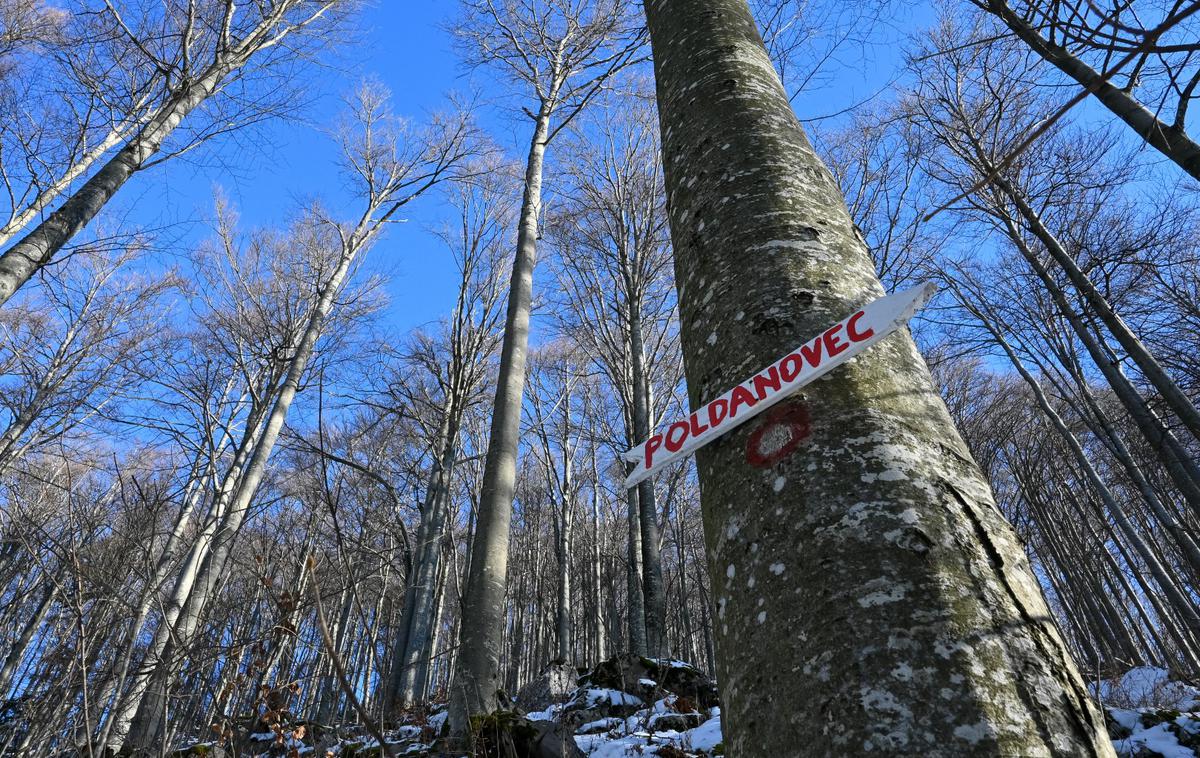 Lokve Poldanovec Trnovski gozd | Foto Matej Podgoršek