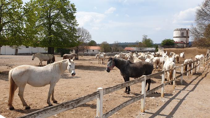 Prodaja konj bo državni proračun povečala za 121.850 evrov. | Foto: Metka Prezelj