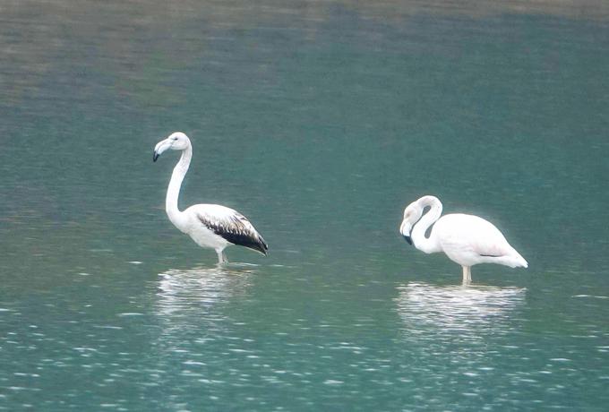 Flamingosi | Foto: Notranjski park