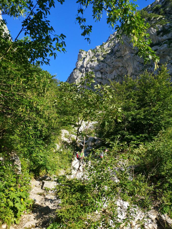 Grintovec | Foto: Matej Podgoršek