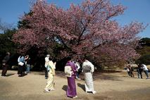 park, Shinjuku Gyoen National Garden