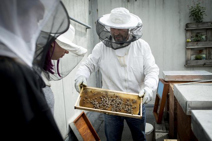 Urbani čebelar | Foto: Ana Kovač