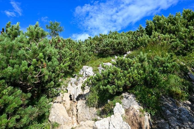 Skozi pas ruševja | Foto: Matej Podgoršek