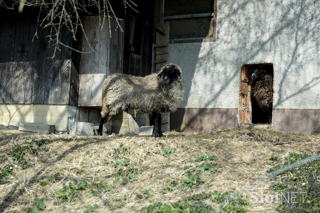 Stanko Valpatič ekološka kmetija vegan veganski izdelki Za naravo Društvo za osvoboditev živali krava veganstvo hrana